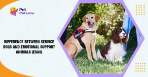 Difference-Between-Service-Dogs