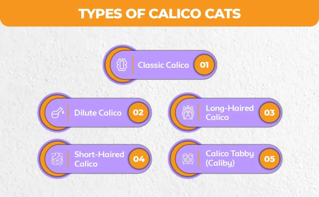 Types-of-Calico-Cats