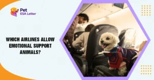 Which-Airlines-Allow-Emotional