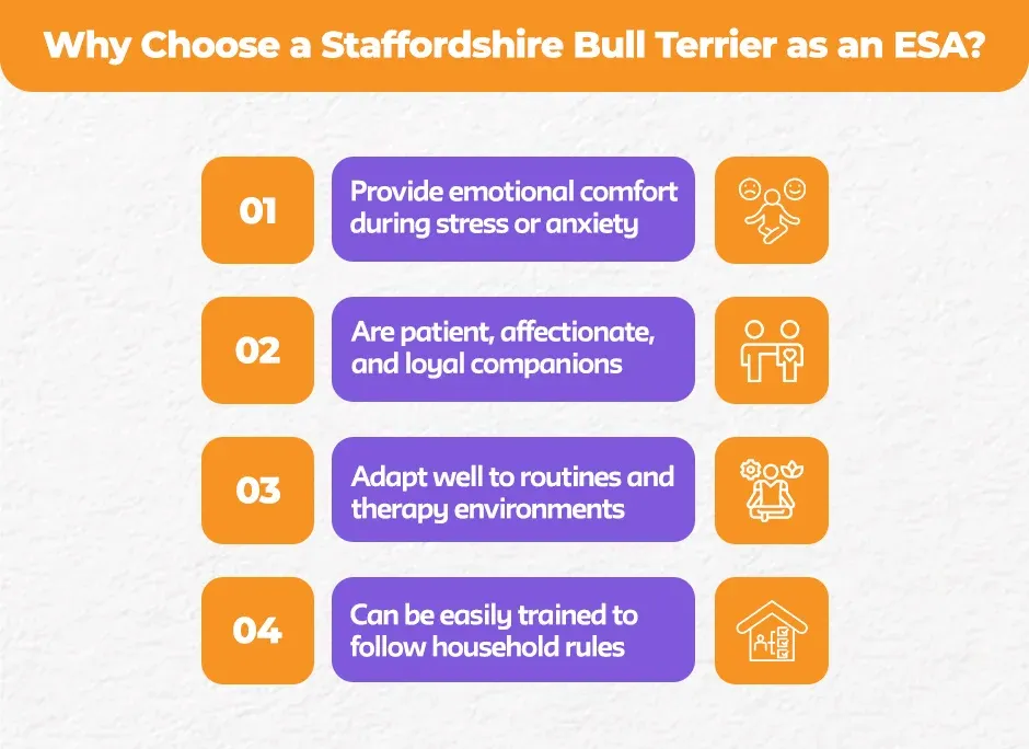 Why-Choose-a-Staffordshire-Bull-Terrier-as-an-ESA
