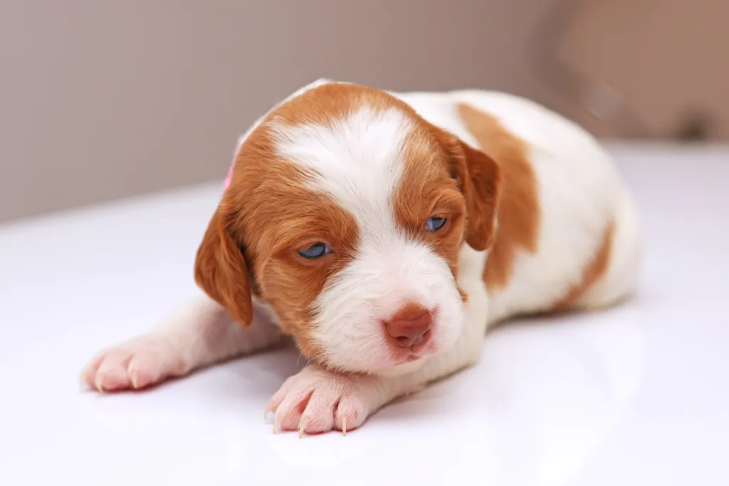 Brittany Spaniel