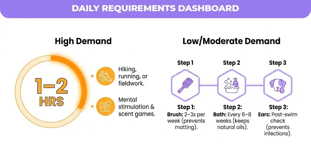 daily requirements Brittany spaniel
