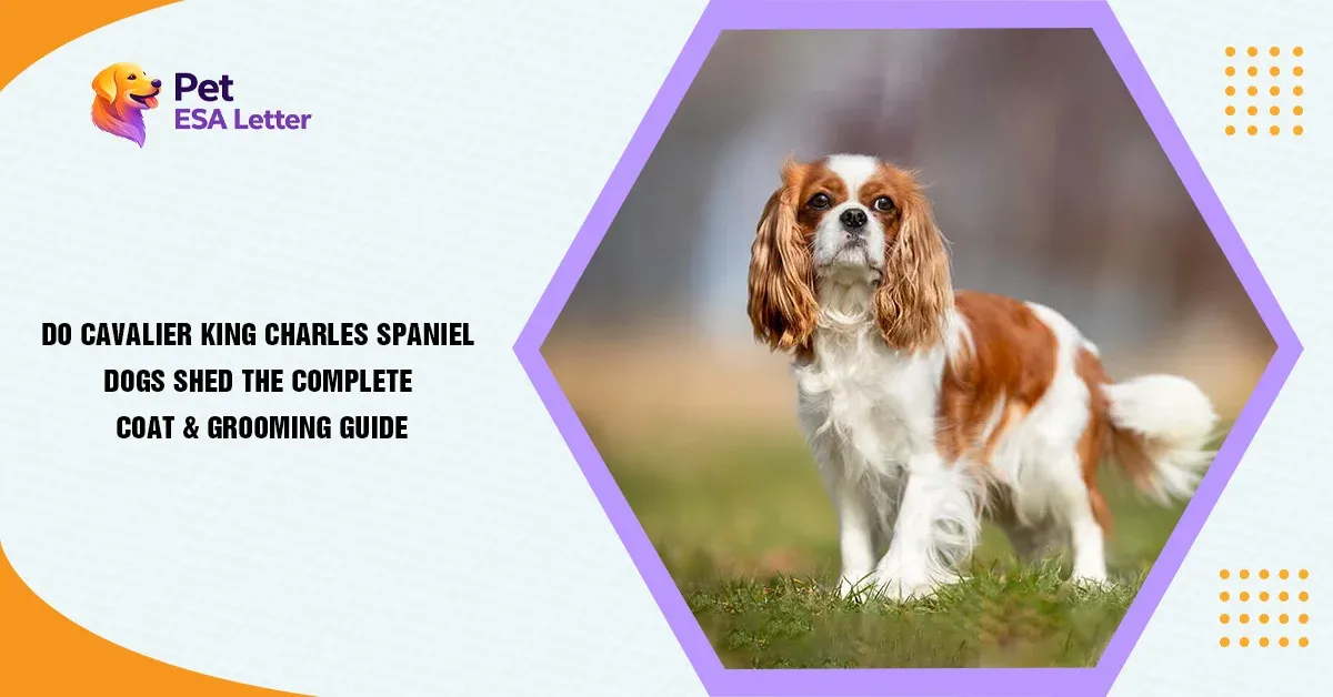 cavalier king charles spaniel