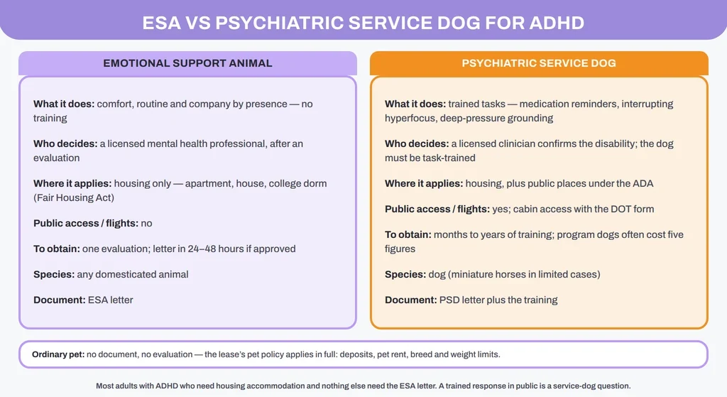 ESA vs psychiatric service dog for ADHD: what each does and who decides