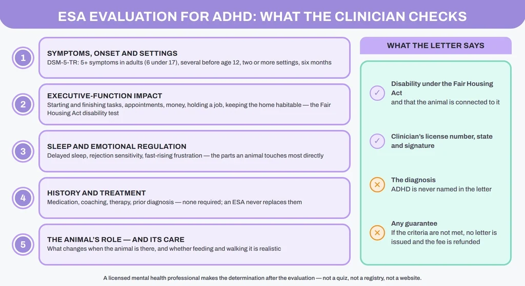 ESA evaluation for ADHD: the five things a licensed clinician checks