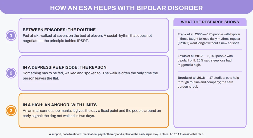 How an emotional support animal helps with bipolar disorder in a depressive episode, a manic or hypomanic episode and between episodes, and what the routine research shows