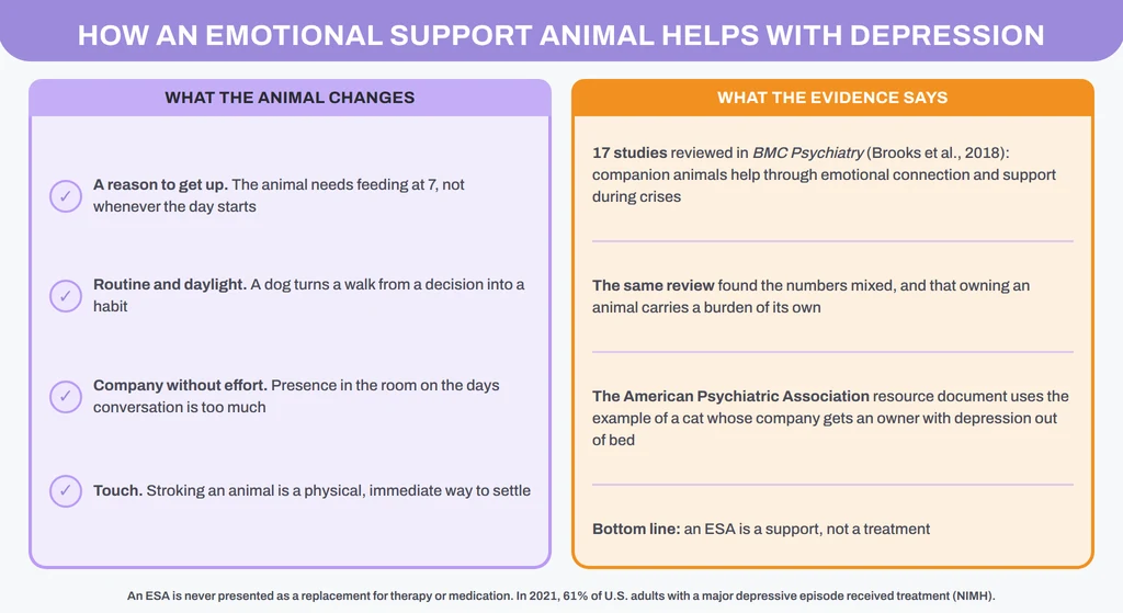 How an emotional support animal helps with depression, and what the research does and does not show