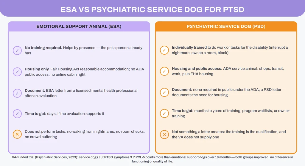 ESA vs psychiatric service dog for PTSD: training, housing and public access, the document each needs, and what the VA trial found
