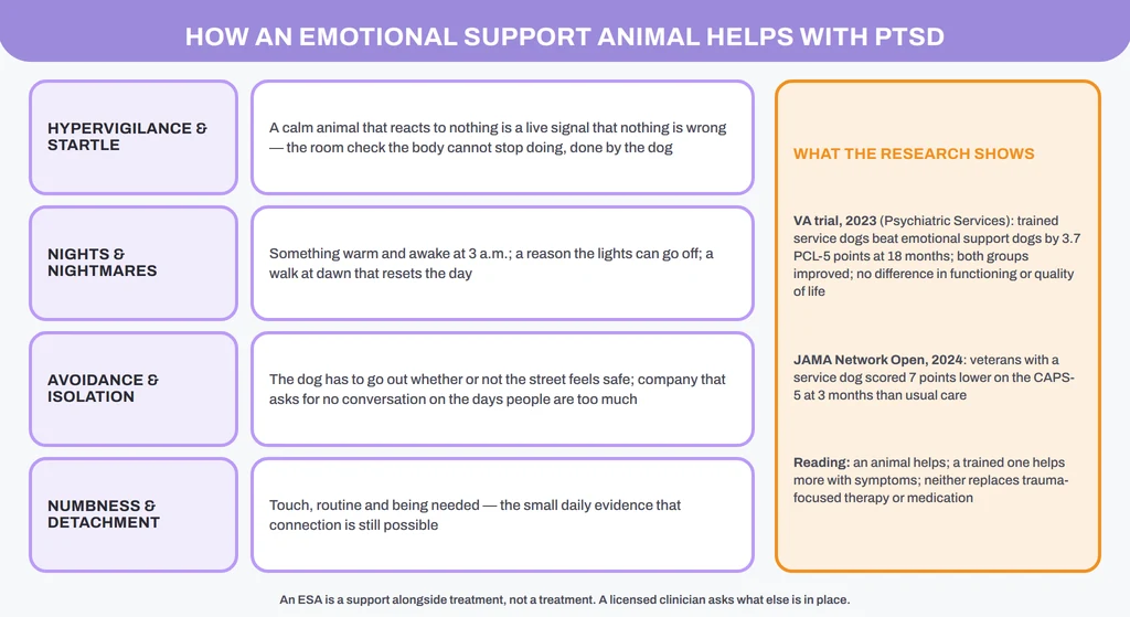 How an emotional support animal helps with PTSD, symptom by symptom, and what the two trials show