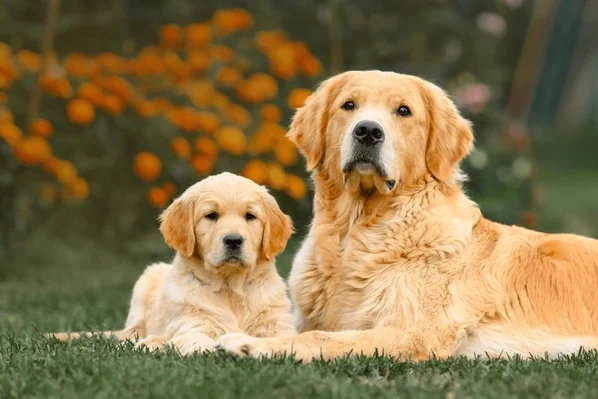 Golden Retriever sitting on grass, the best overall emotional support dog breed