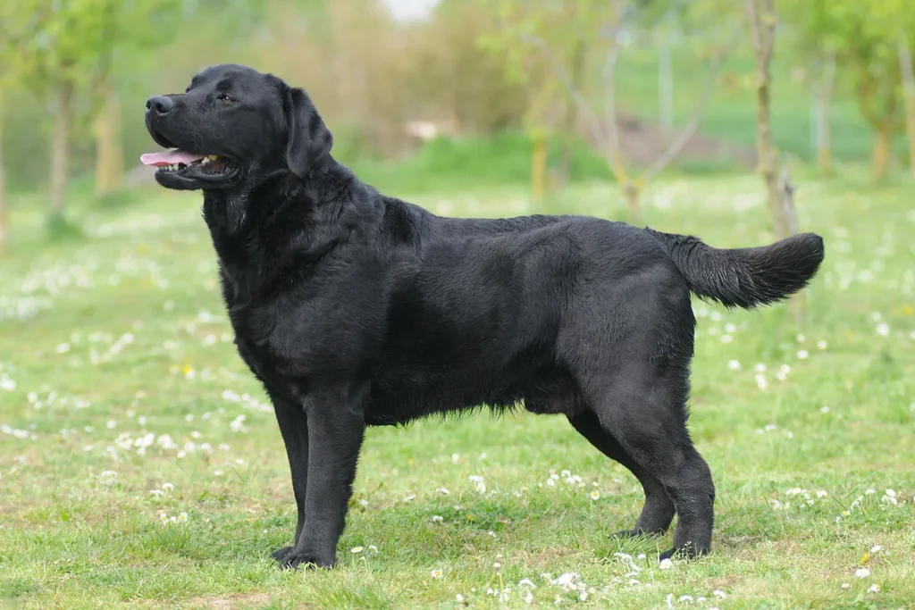 Black Labrador Retriever, an emotional support dog breed for active lifestyles