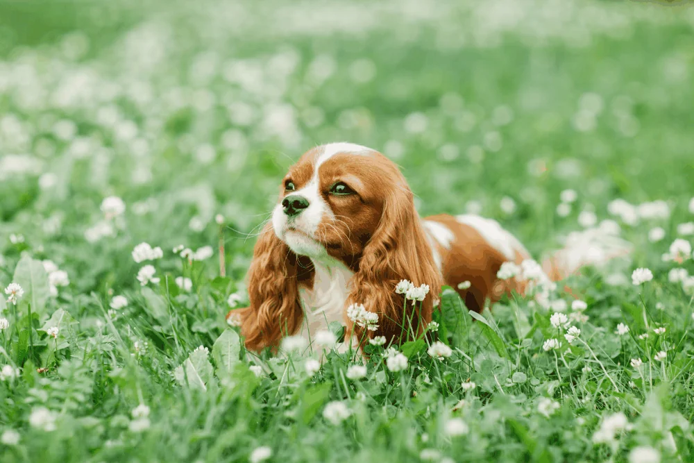 Cavalier King Charles Spaniel lying in clover, an affectionate ESA breed