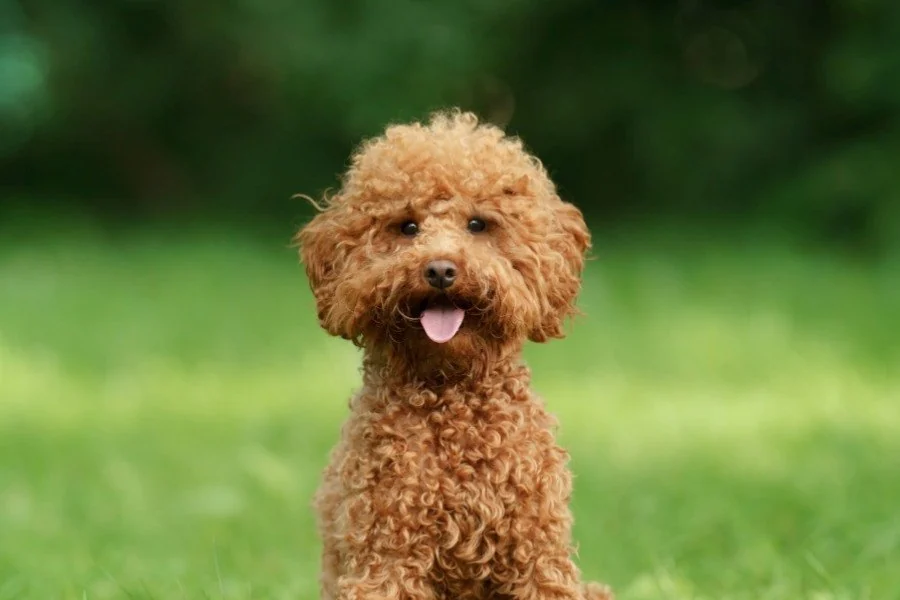 Miniature Poodle, a hypoallergenic emotional support dog breed