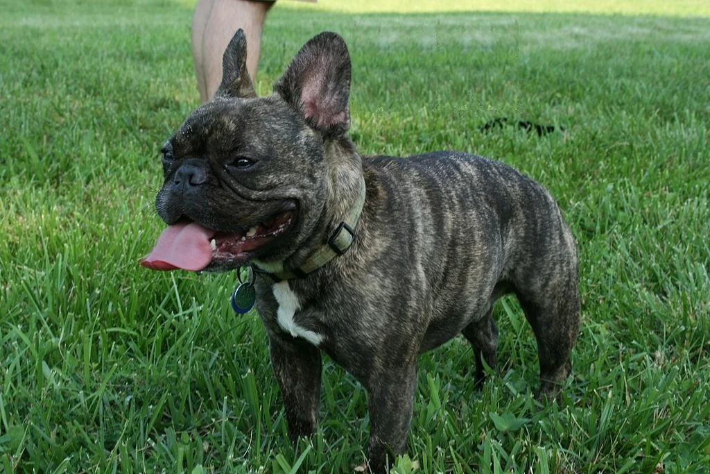 Brindle French Bulldog outdoors, an emotional support dog breed suited to apartments