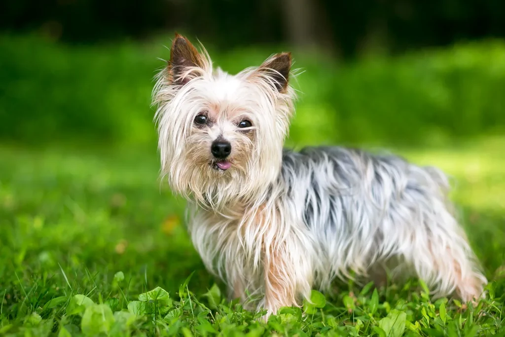 Yorkshire Terrier in grass, a small emotional support dog breed