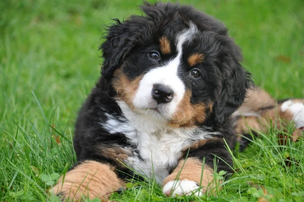 Bernese Mountain Dog, a grounding emotional support breed for PTSD