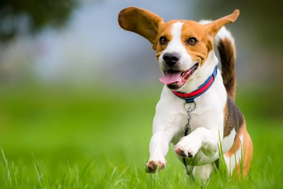 Beagle running through grass, a social emotional support dog breed
