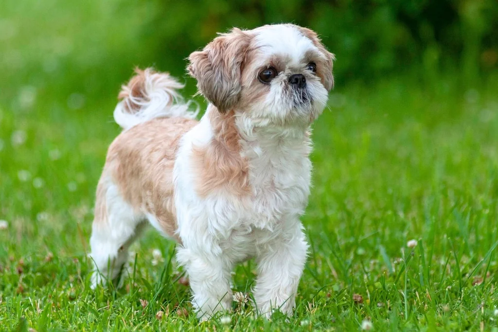 Shih Tzu standing on grass, a low-maintenance emotional support dog breed