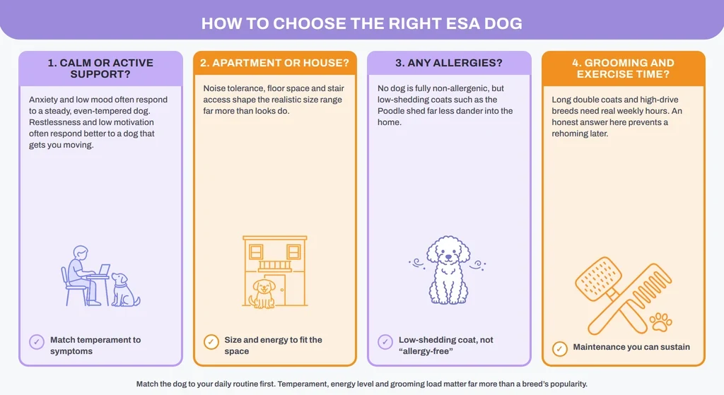 Infographic: four questions for choosing the right emotional support dog