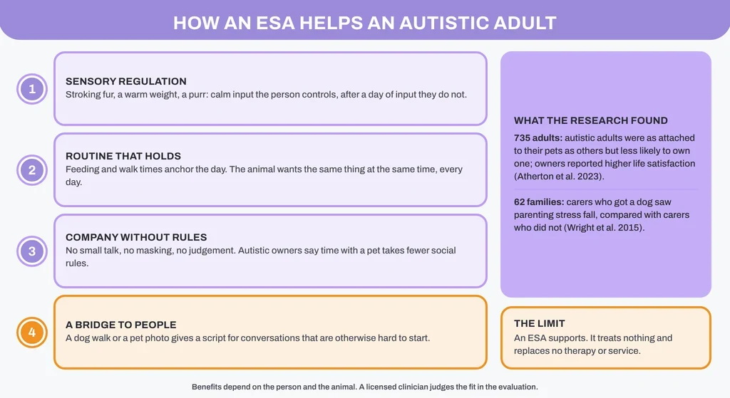 How an emotional support animal helps an autistic adult: sensory regulation, routine, company without rules and a bridge to people, with the research findings