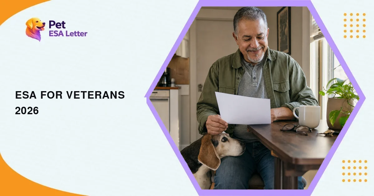 ESA letter for veterans: a man in his early sixties in an olive field jacket smiles at a letter at his kitchen table while a grey-muzzled beagle rests its chin on his knee
