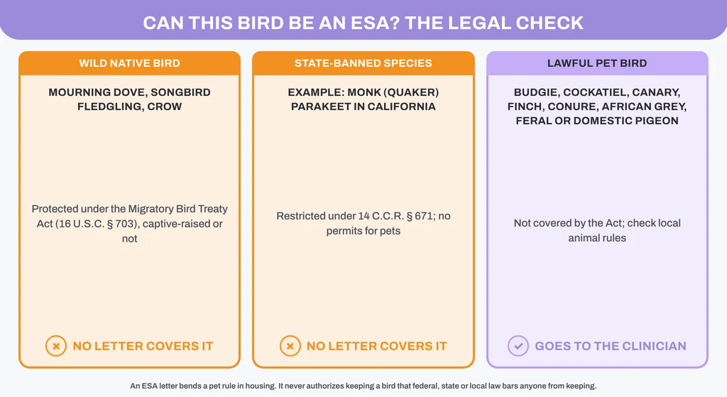 Can this bird be an ESA? Wild native birds and state-banned species cannot be covered by any letter; lawful pet birds go to the clinician