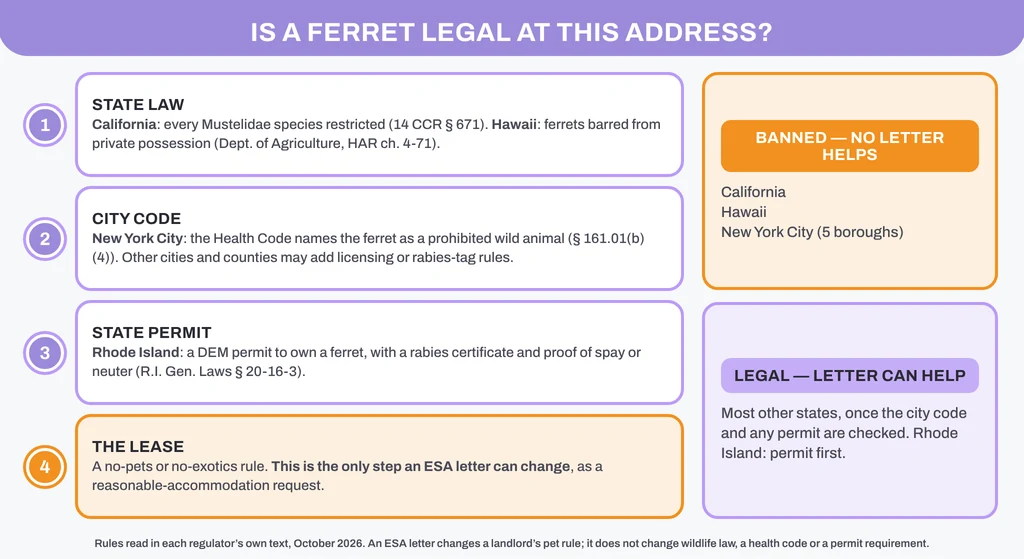 Is a ferret legal at this address? Four checks in order: state law (California and Hawaii ban pet ferrets), the city code (New York City bans them), a state permit (Rhode Island), and only then the lease, which is the one rule an ESA letter can change
