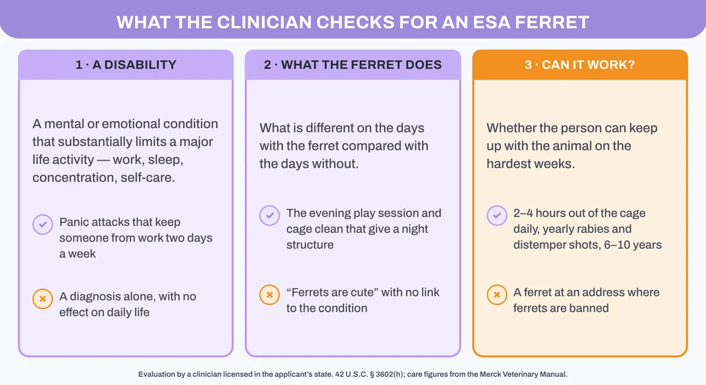 ESA letter for a ferret: the three things a licensed clinician checks, with a supports / does-not-support example for each