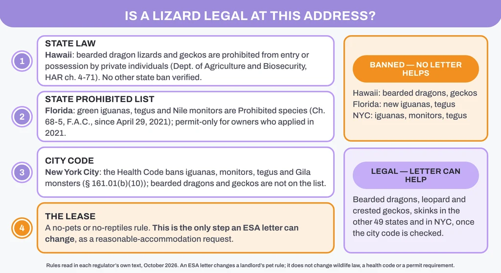 Is a lizard legal at this address? Four checks in order: state law (Hawaii bans bearded dragons and geckos), the state prohibited list (Florida: green iguanas, tegus, Nile monitors), the city code (New York City bans iguanas, monitors and tegus) and only then the lease, which is the one rule an ESA letter can change