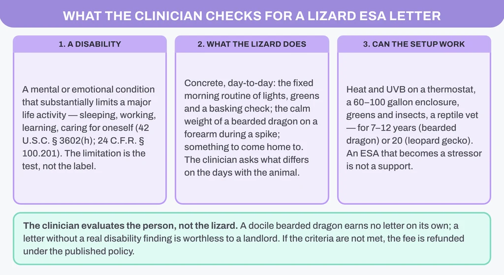 What the clinician checks for a lizard ESA letter: a disability under the Fair Housing Act, what the lizard does on the days it is there, and whether the heat, UVB and enclosure setup can work for 7 to 12 years