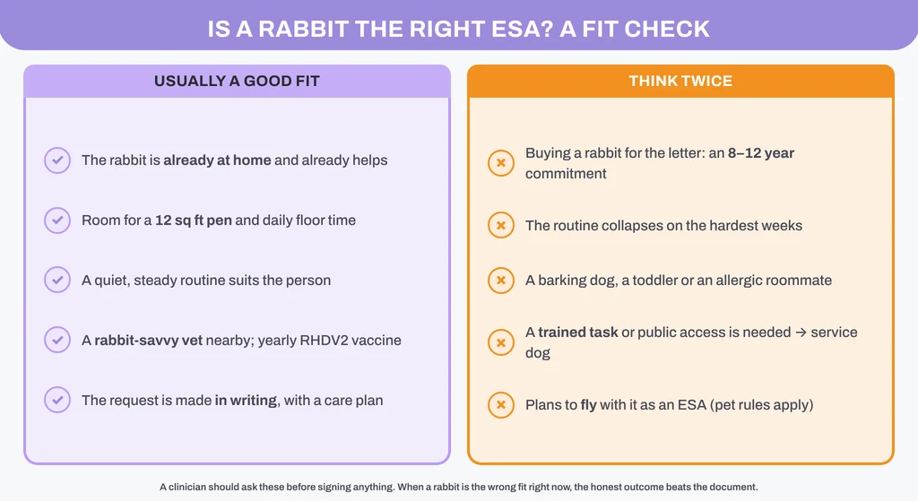 Is a rabbit the right emotional support animal? Usually a good fit versus think-twice situations