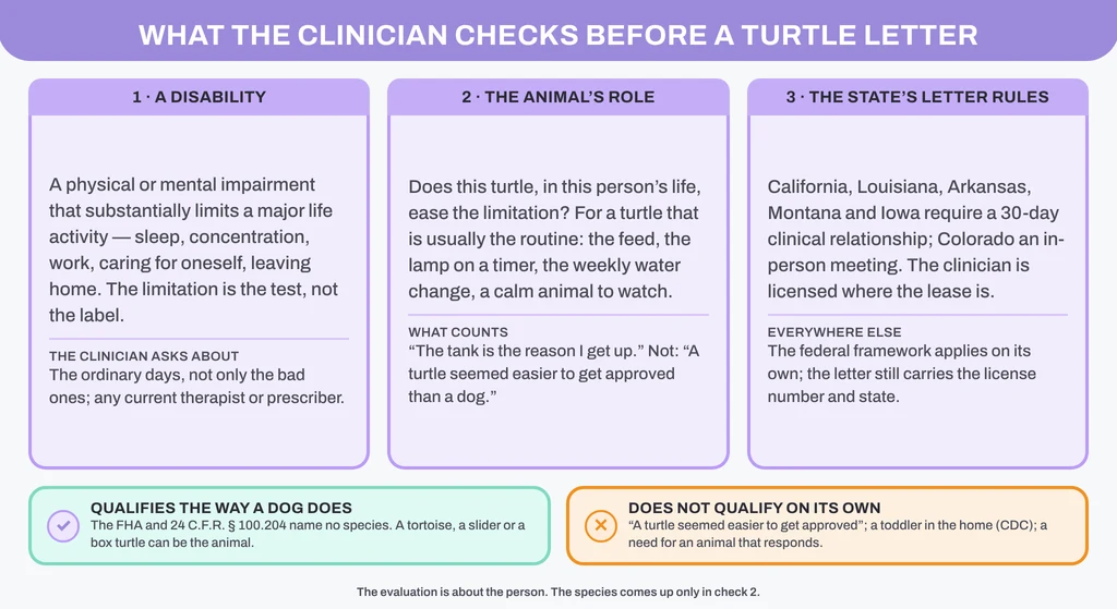 What the clinician checks before a turtle letter: a disability that substantially limits a major life activity, whether this turtle eases it through the daily routine, and the state's own letter rules (30-day states and Colorado); a tortoise, a slider or a box turtle can be the animal, but 'a turtle seemed easier to get approved' is not a reason