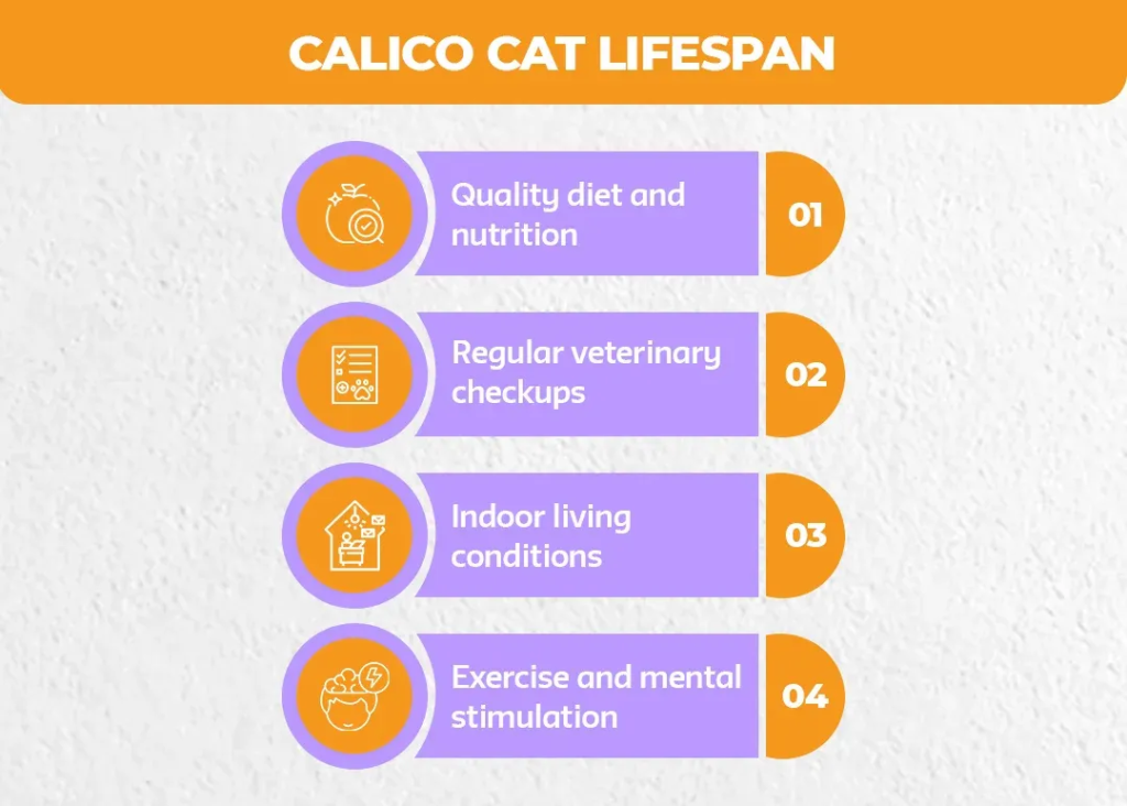 Calico-Cat-Lifespan