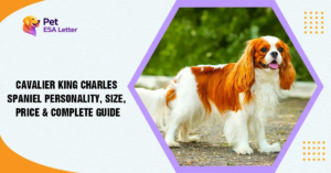 Cavalier-King-Charles-Spaniel
