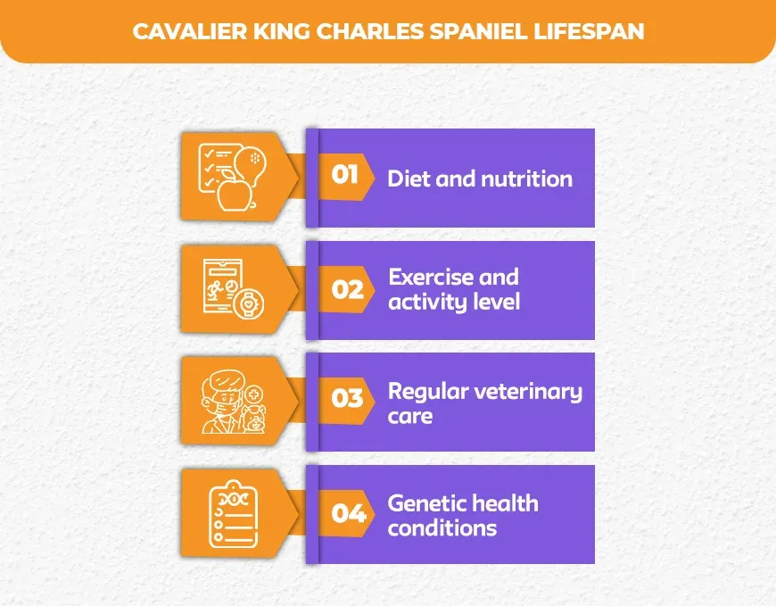 Cavalier-King-Charles-Spaniel-Lifespan