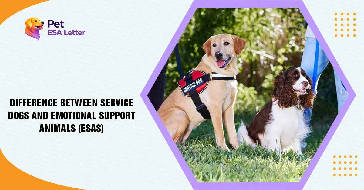 Difference-Between-Service-Dogs