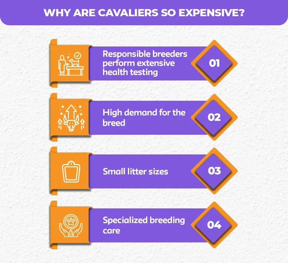 Why-Are-Cavaliers-So-Expensive_