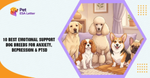 10 Best Emotional Support Dog