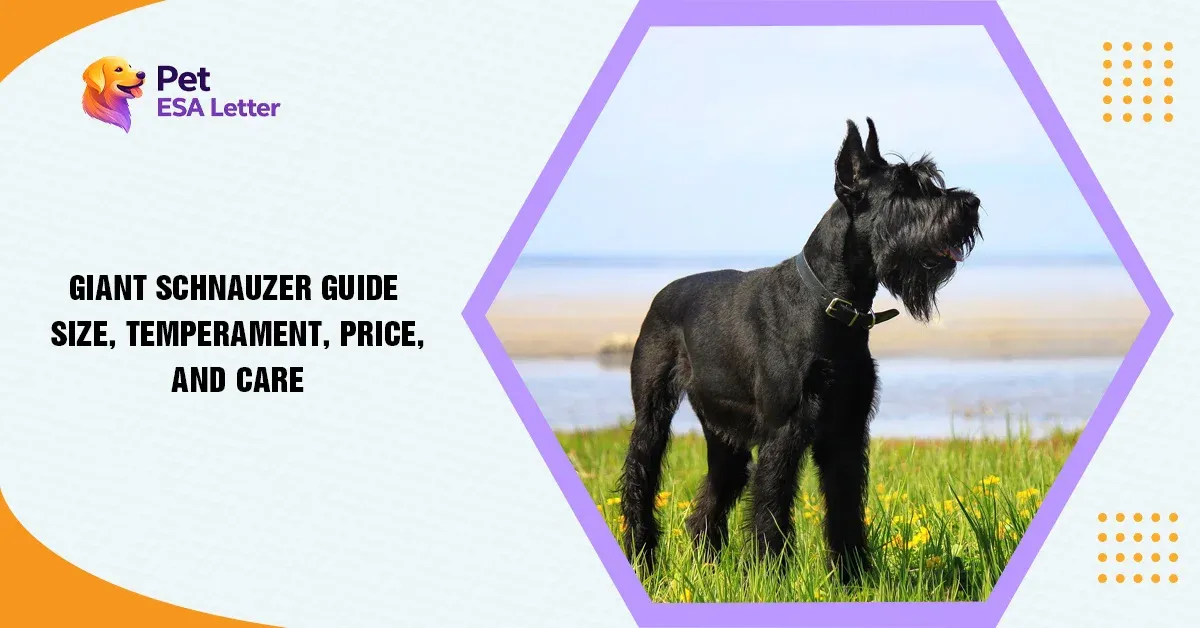 Giant Schnauzer
